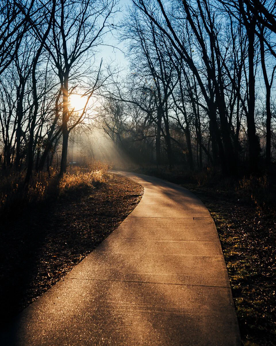 Un camino de cemento se curva entre árboles sin hojas mientras el sol de la mañana entra por la neblina