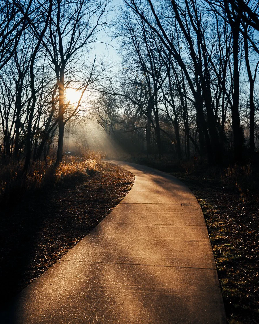 Un camino de cemento se curva entre árboles sin hojas mientras el sol de la mañana entra por la neblina